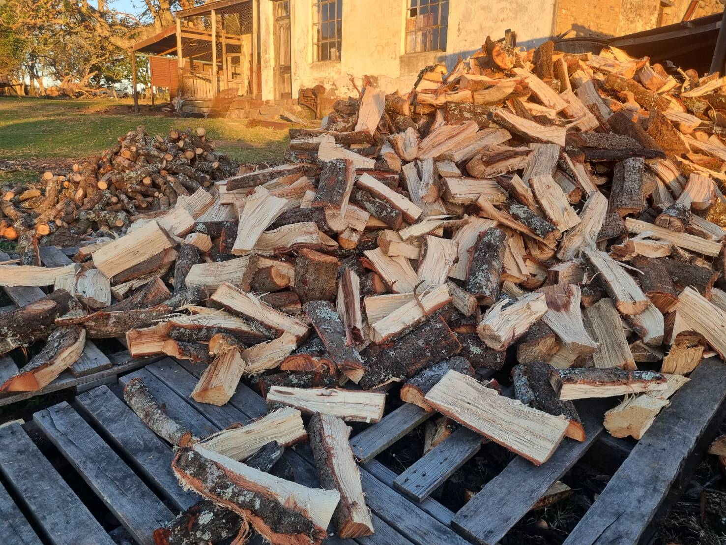 Braai wood